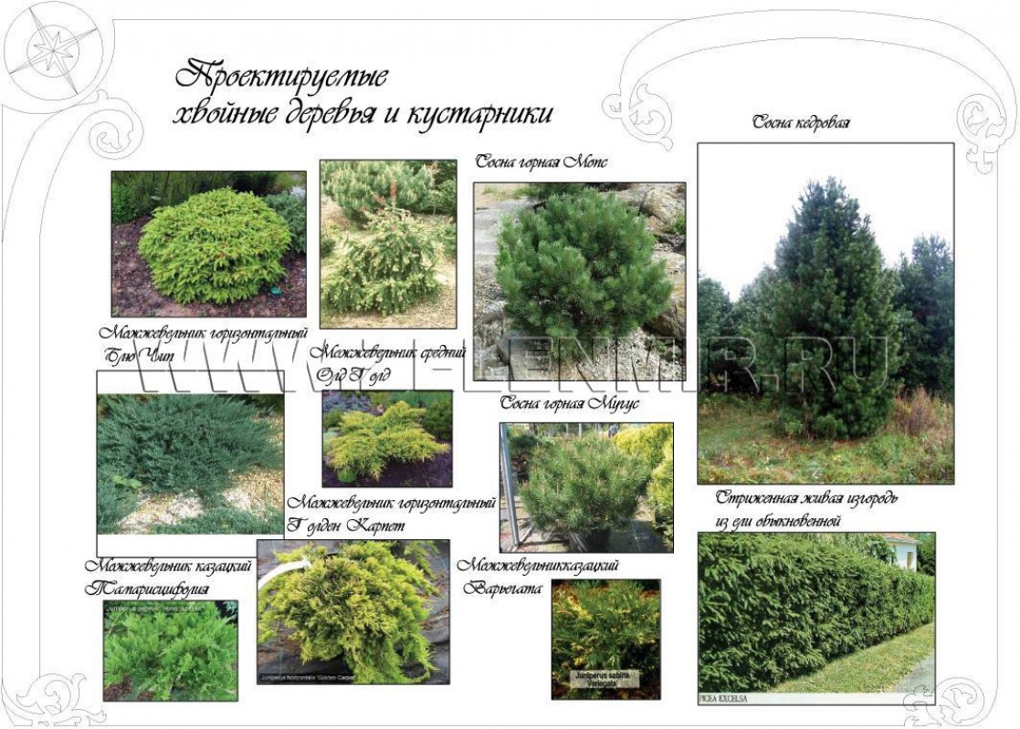 Хвойные кустарники 2 класс окружающий