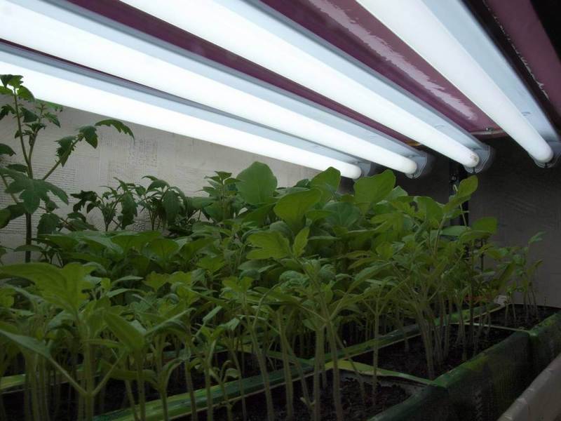 Пошаговая инструкция по выращиванию помидоров на балконе