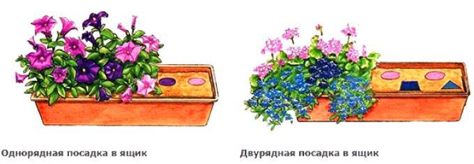 Какие цветы можно выращивать на солнечном и затененном балконе